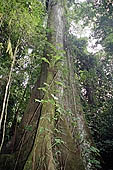 Erika Lodge and the jungle in the Manu reserve